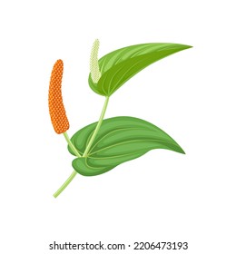 Vector illustration, Long pepper with fruit and leaves, scientific name Piper longum, isolated on white background.