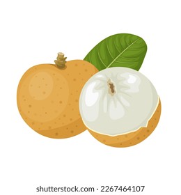 Ilustración vectorial, fruto de longa con hojas verdes, aislado en un fondo blanco.