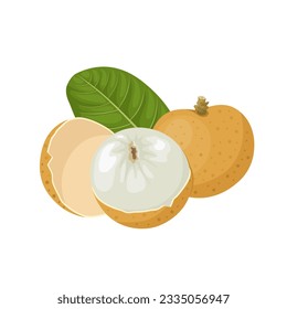 Vector illustration, longan fruit with green leaves, isolated on a white background.