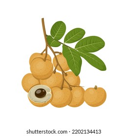 Vector illustration, longan fruit whole and in half, with green leaves, isolated on a white background.