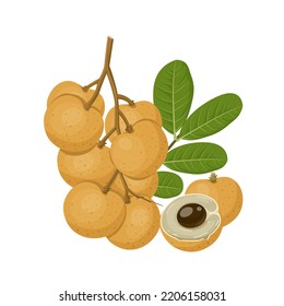 Vector illustration, longan fruit whole and in half, with green leaves, isolated on a white background.