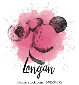 Vector illustration of a longan in hand-drawn graphics. A fruit is depicted on a pink watercolor background. Design for packaging juice, sweet soup or dessert