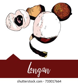 Vector illustration of a longan in hand-drawn graphics. A fruit is depicted on a red background. Design for packaging juice, sweet soup or dessert