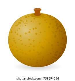 Vector illustration of longan isolated on white background