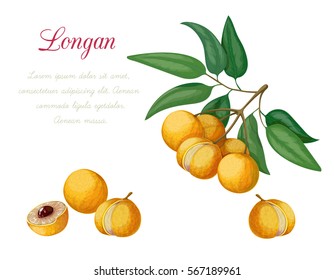 Vector illustration of longan, made in a realistic style. Isolated objects on a white background. A series of exotic fruits.