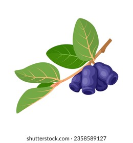 Vector illustration, Lonicera caerulea, common name blue honeysuckle, sweetberry honeysuckle, or honeyberry, isolated on white background.