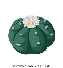 Vector illustration, Lophophora williamsii or peyote cactus, isolated on white background.