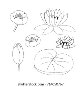 Vector illustration of lotus bud and leaf on white background