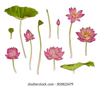 Vector illustration of lotus flower