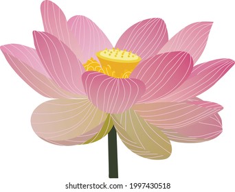 Vector illustration of a lotus flower. Delicate pink fully dissolved lotus flower. A flower on a small stem. Botany. 