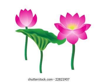 Beautiful Pink Lotus Beautiful Realistic Illustration Stock Vector ...