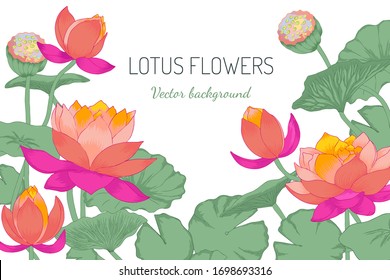 Vector illustration of lotus  flowers with leaves on white background. Hand drawn. Isolated on white.