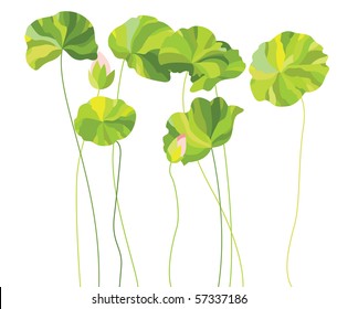 Vector illustration of lotus leaves and buds.