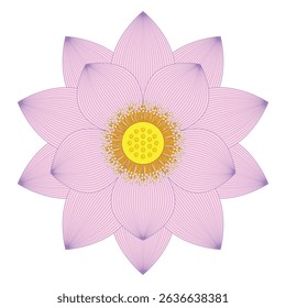 vector illustration lotus line drawing and flat color on white background