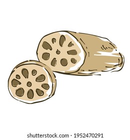 Vector illustration of lotus root. Fresh vegetables.