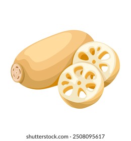 Vector illustration, lotus root with slices, isolated on white background.