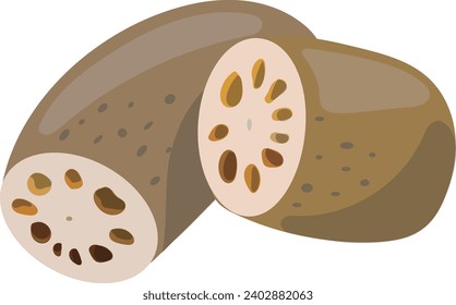 Vector illustration of lotus root with visible cross section