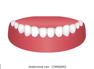 Vector illustration of lower dentition (normal teeth)