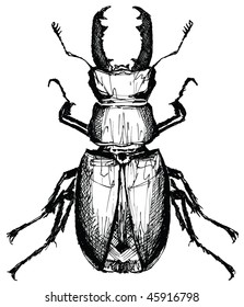 Vector illustration of Lucanus cervus (Stag beetle) (hand drawing)