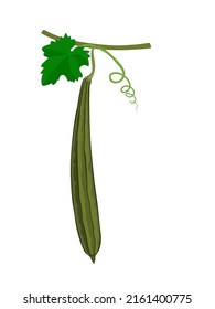 Vector illustration of Luffa or Luffa acutangula, also known as sponge gourd, isolated on a white background.