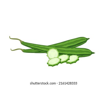 Vector illustration of Luffa or Luffa acutangula, also known as sponge gourd, isolated on a white background.