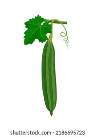 Vector illustration of Luffa or Luffa acutangula, also known as sponge gourd, isolated on a white background.