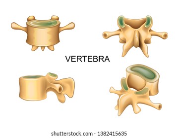 vector illustration of lumbar vertebra in different position