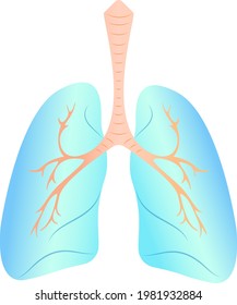 Vector illustration of the lungs