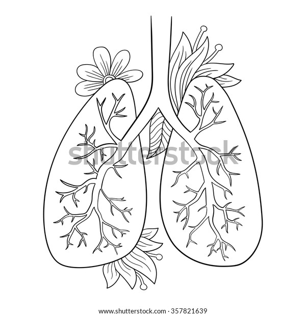 Vector Illustration Lungs Doodle Drawing Human Stock Vector (Royalty ...