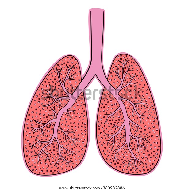 Vector Illustration Lungs Doodle Drawing Human Stock Vector (Royalty ...