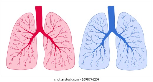 Vector illustration. Lungs of healthy and sick people isolated on white. Respiratory system. Human organ. Hand drawn clipart.