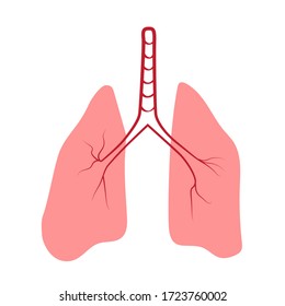 Vector illustration of lungs isolated on white
