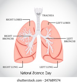 Vector illustration of lungs for National Science Day.