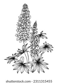 Vector illustration of lupine flower in engraving style