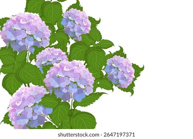 Ilustração vetorial de exuberantes flores de hortênsia roxa com folhas verdes sobre fundo branco. Ideal para florais, jardim ou imagens decorativas de stock.