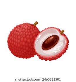 Vector illustration, Lychee fruit, scientific name Litchi chinensis, isolated on white background.