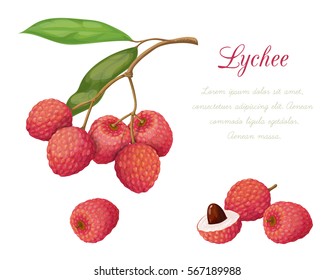 Vector illustration of lychee fruit. Series exotic fruits. Isolated objects on a white background. It achieved in a realistic style.