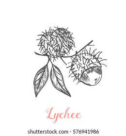 Vector illustration of Lychee fruit.Exotic fruits. Isolated objects on a white background. It achieved in a style of the sketch