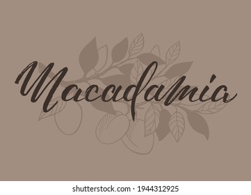 Vector illustration of Macadamia with hand written brush lettering. Logotype, label, banner or poster template for products with essential oils or organic cosmetics. EPS10