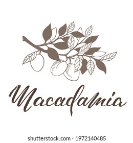 Vector illustration of Macadamia with handwritten brush lettering. Logotype, label, banner, or poster template for products with essential oils or organic cosmetics. EPS10