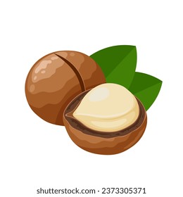 Vektorgrafik, Macadamia-Nüsse, mit grünen Blättern, einzeln auf weißem Hintergrund.