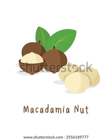 Vector illustration, macadamia nuts, with green leaves, isolated on white background.