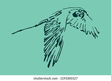 Vector illustration of macaw flying. Art in irregular and stylized strokes.