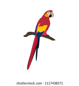 Vector illustration of a macaw on a white isolated background. Template for design of postcard, logo, icons, web design.