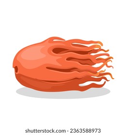 Vector illustration, mace or dried lacy coating on nutmeg, isolated on white background.