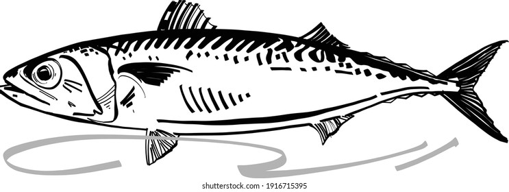 The vector illustration of the mackerel fish