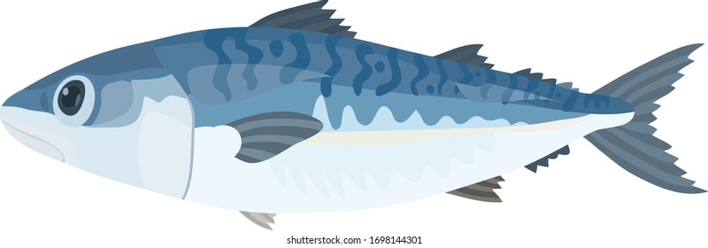 Vektorillustration zur Illustration von Makrele auf weißem Hintergrund.