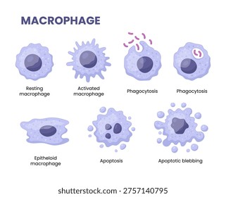 Vector illustration of a macrophage combating bacteria, symbolizing science and medicine in infection control and immune response.