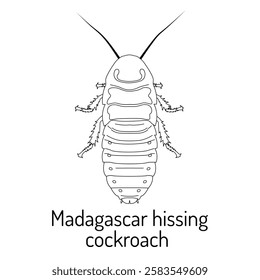 Vector illustration of a Madagascar hissing cockroach in a detailed outline style. Perfect for educational, biological, and entomological purposes, as well as insect-related projects.