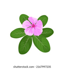 Vector illustration of madagascar periwinkles or catharanthus roseus, pink flower in bloom, isolated on white background.